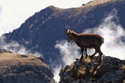 Monti Colombarolo (2309 m) e Ponteranica orientale (2378 m) da Ca’ San Marco il 27 ottobre 2016 - FOTOGALLERY